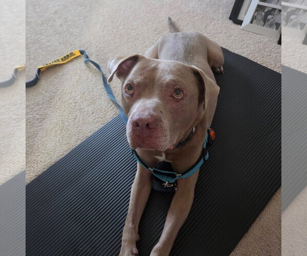 Medium Photo #8 American Pit Bull Terrier-Staffordshire Bull Terrier Mix Puppy For Sale in Holly Springs, NC, USA
