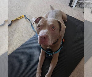 Waylon - Male American Pit Bull Terrier-Staffordshire Bull Terrier Mix Dog for Adoption - Photo #8