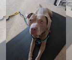 Small #7 American Pit Bull Terrier-Staffordshire Bull Terrier Mix