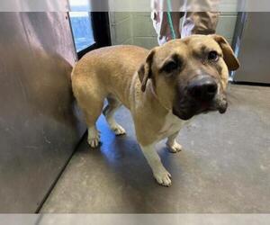 Mutt Dogs for adoption in Tulsa, OK, USA