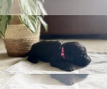 Puppy Shania Goldendoodle