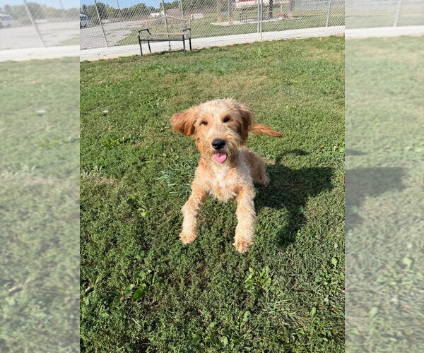 Medium Photo #2 Mutt Puppy For Sale in Pierceton , IN, USA