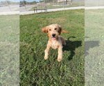 Small #1 Mutt