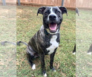 Boxador Dogs for adoption in McDonough, GA, USA