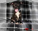 Small Chihuahua Mix