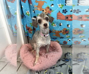 Selene Jul 26 - Female Poodle (Miniature) Dog for Adoption - Photo #3