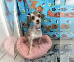 Small #2 Poodle (Miniature)