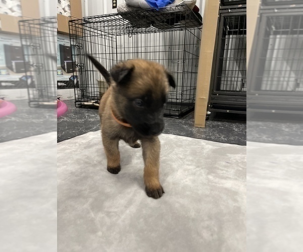 Medium Photo #110 Belgian Malinois Puppy For Sale in REESEVILLE, WI, USA