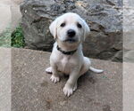Small #10 Golden Retriever Mix