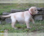 Small #2 Golden Retriever