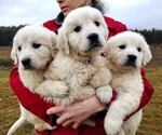 Small Golden Retriever