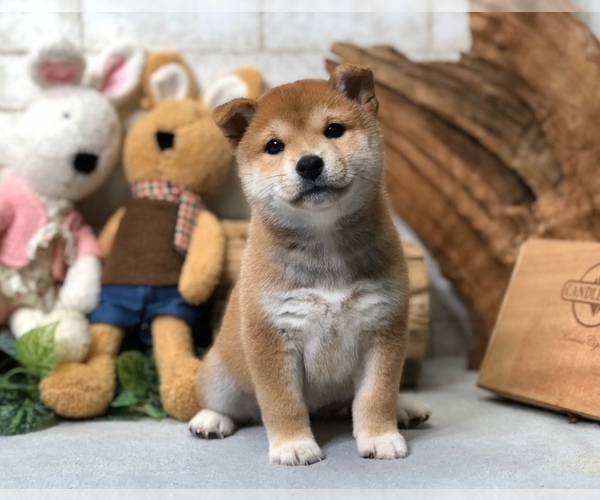 Medium Photo #5 Shiba Inu Puppy For Sale in CHICAGO, IL, USA