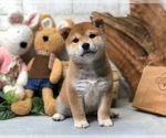 Small Photo #5 Shiba Inu Puppy For Sale in CHICAGO, IL, USA