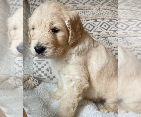 Medium Photo #12 Goldendoodle Puppy For Sale in SACRAMENTO, CA, USA
