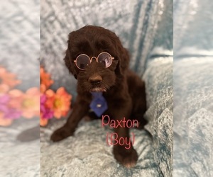 Goldendoodle Puppy for Sale in SAINT CLOUD, Minnesota USA