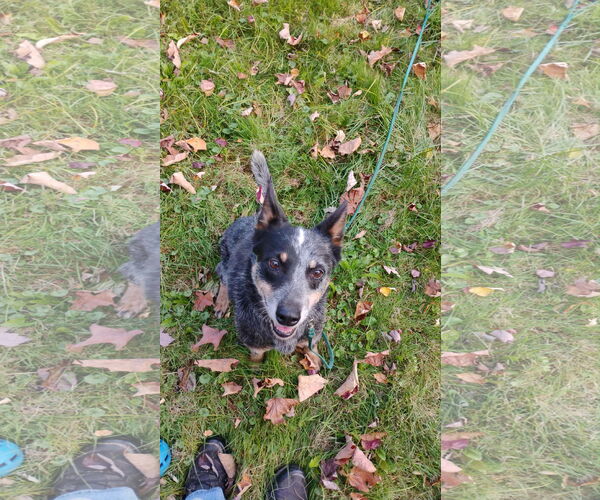 Medium Photo #6 Mutt Puppy For Sale in Garden City, NY, USA