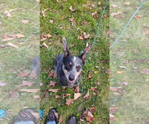 Ivy - Female Mutt Dog for Adoption - Photo #6