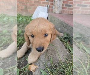 Golden Retriever Puppy for sale in TALIHINA, OK, USA