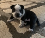 Small Photo #2 American Bully Puppy For Sale in GALVEZ, LA, USA