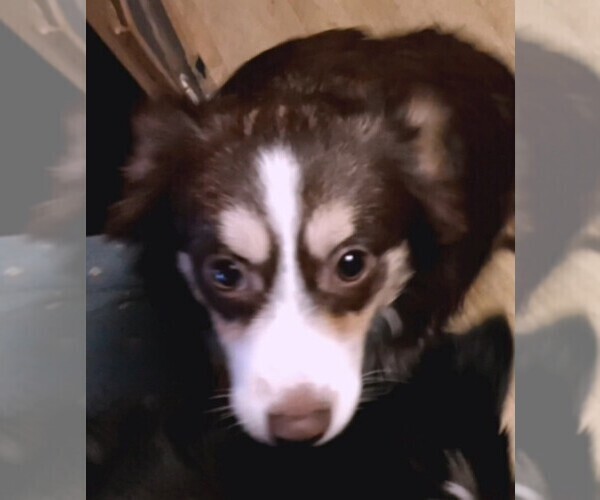 Medium Photo #5 Miniature Australian Shepherd Puppy For Sale in BLACKSBURG, SC, USA