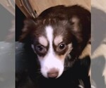 Small #4 Miniature Australian Shepherd