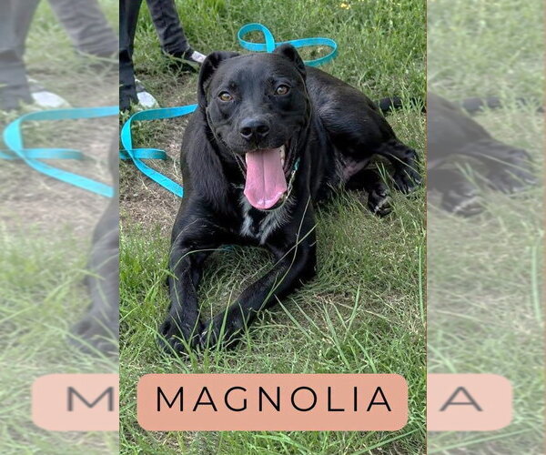 Medium Photo #2 Mutt Puppy For Sale in Rockaway, NJ, USA