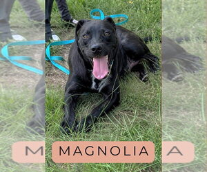 Magnolia SCAS - Female Mutt Dog for Adoption - Photo #2