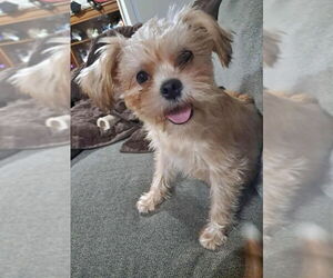 Medium Brussels Griffon-Havanese Mix