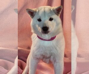 Shiba Inu Dogs for adoption in Bon Carbo, CO, USA