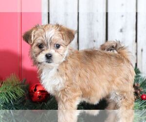 Shorkie Tzu Puppy for sale in MOUNT VERNON, OH, USA
