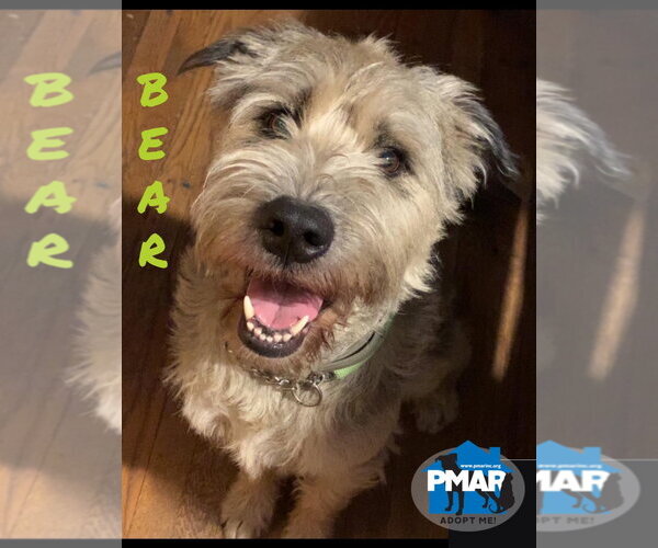 Medium Photo #4 Unknown-Wheaten Terrier Mix Puppy For Sale in Binghamton, NY, USA