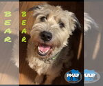Small Photo #4 Unknown-Wheaten Terrier Mix Puppy For Sale in Binghamton, NY, USA