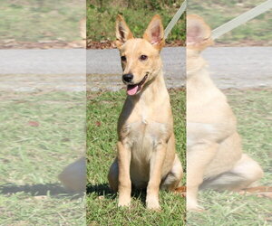 Annie 44465 - Female Mutt Dog for Adoption - Photo #3