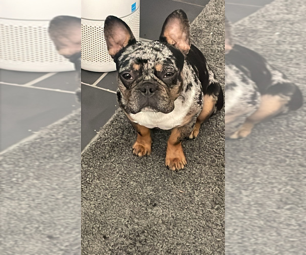 Medium Photo #1 French Bulldog Puppy For Sale in INDIANAPOLIS, IN, USA