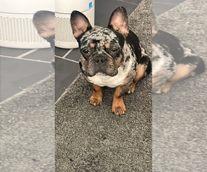 Mother of the French Bulldog puppies born on 01/22/2025