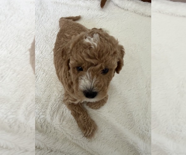 Medium Photo #16 Labradoodle Puppy For Sale in THOUSAND OAKS, CA, USA