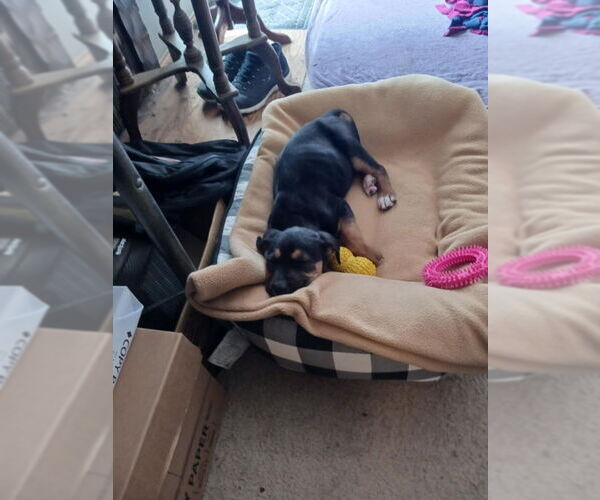 Medium Photo #3 Mutt Puppy For Sale in Wyoming, MI, USA