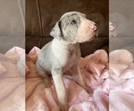 Puppy 6 Great Dane