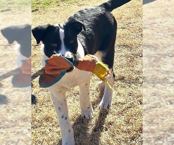 Medium Photo #3 Border Collie-Unknown Mix Puppy For Sale in Genesee, WI, USA