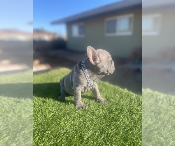 Medium Photo #12 French Bulldog Puppy For Sale in LONG BEACH, CA, USA