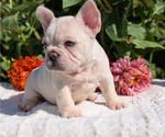 Small #5 French Bulldog