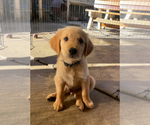 Puppy Dark Green Boy Golden Retriever