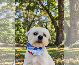 Chewy - Female Maltese Dog for Adoption - Photo #2