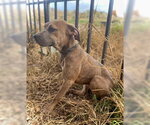 Small #8 Black Mouth Cur-Catahoula Leopard Dog Mix