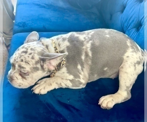 Medium Photo #6 French Bulldog Puppy For Sale in FORT LAUDERDALE, FL, USA