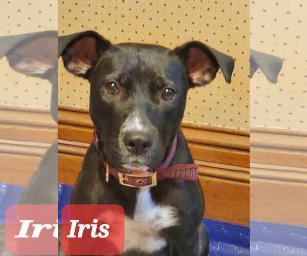 Medium Photo #1 Mutt Puppy For Sale in Waterloo, IA, USA