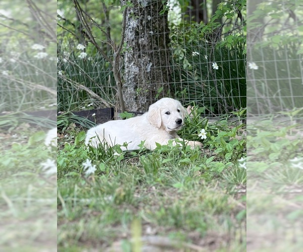 Medium Photo #8 English Cream Golden Retriever Puppy For Sale in WHITE HOUSE, TN, USA