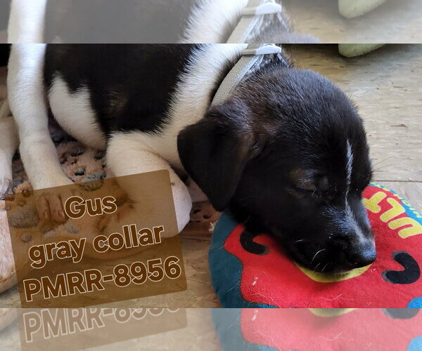 Medium Photo #3 Shepradors Puppy For Sale in Holly Springs, NC, USA
