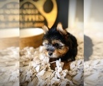 Small #6 Yorkshire Terrier