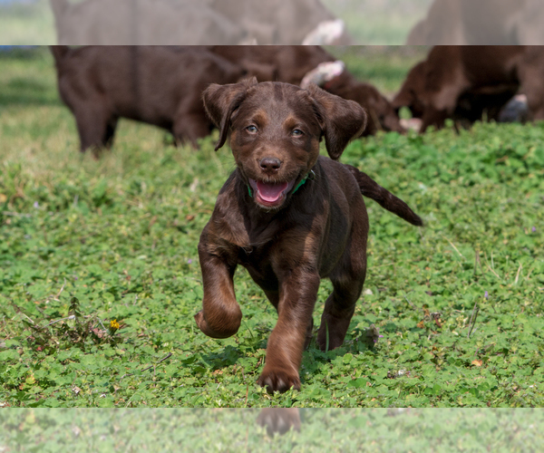 Medium Photo #4 Labradoodle Puppy For Sale in DEEPWATER, MO, USA